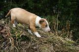 BULL TERRIER MINIATURE 245